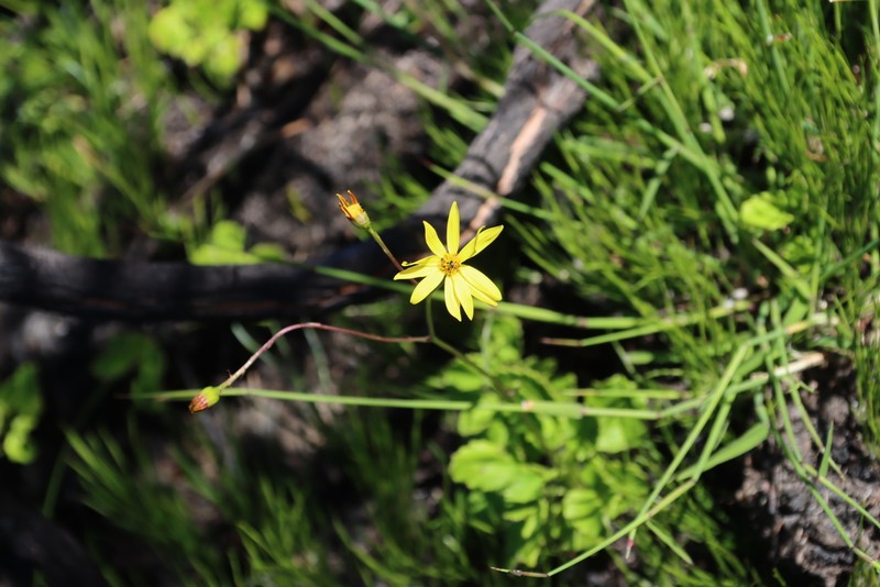 Senecio cordifolius photo 2