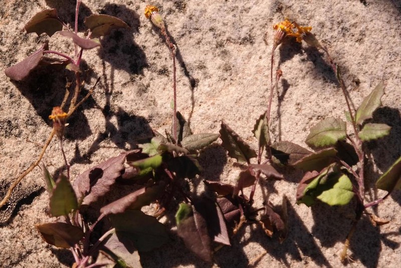 Senecio cordifolius photo 3