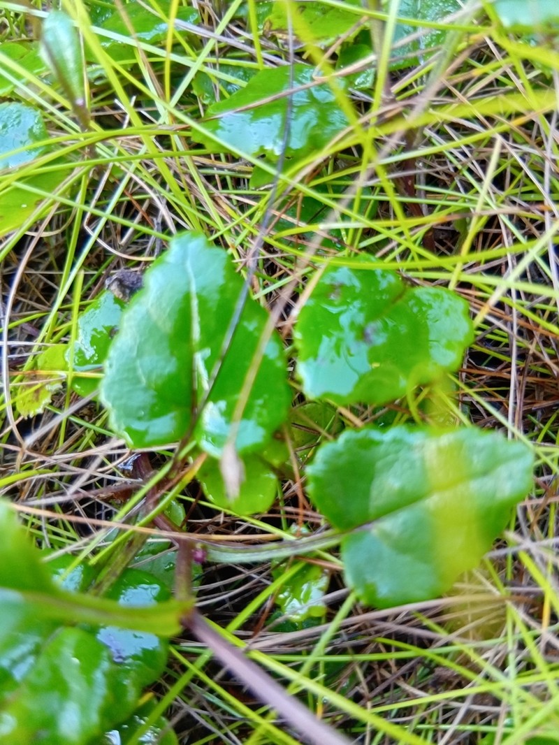 Senecio cordifolius photo 4