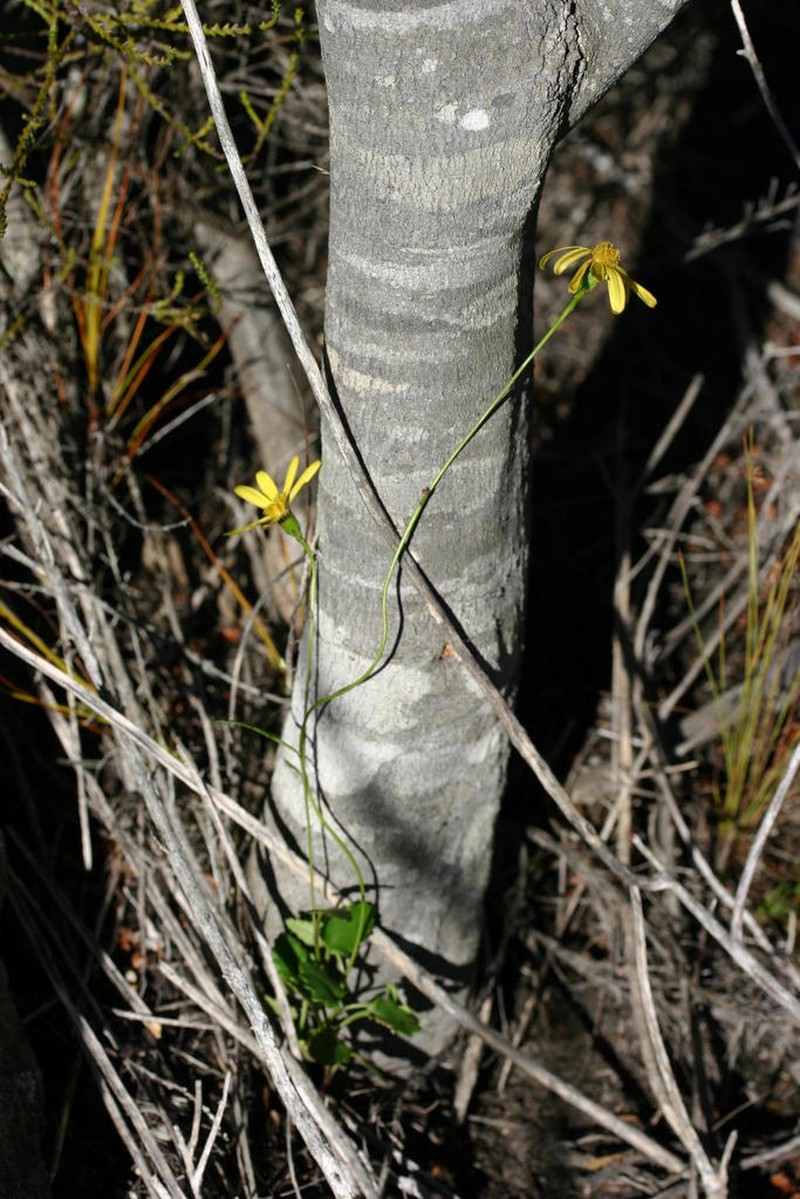 Senecio cordifolius photo 5