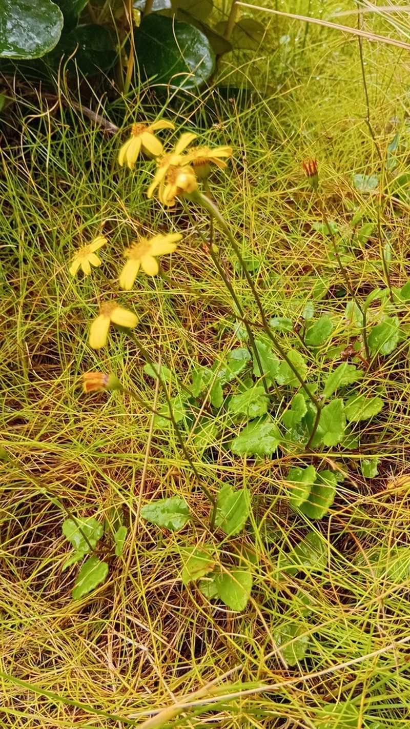 Senecio cordifolius photo 6