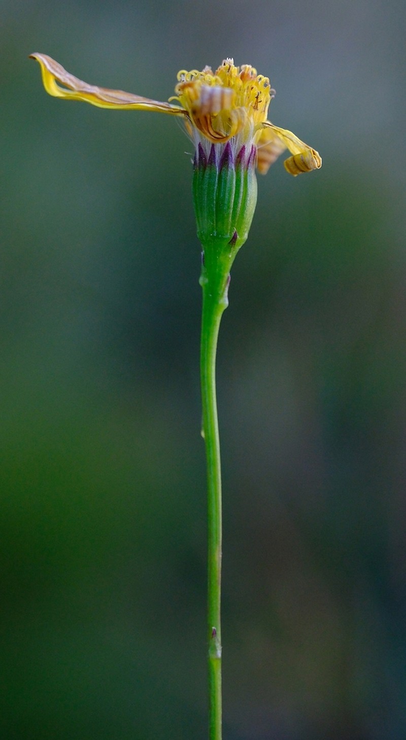 Senecio cordifolius photo 7