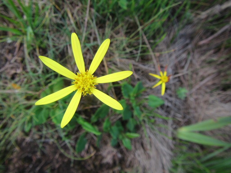 Senecio cordifolius photo 8