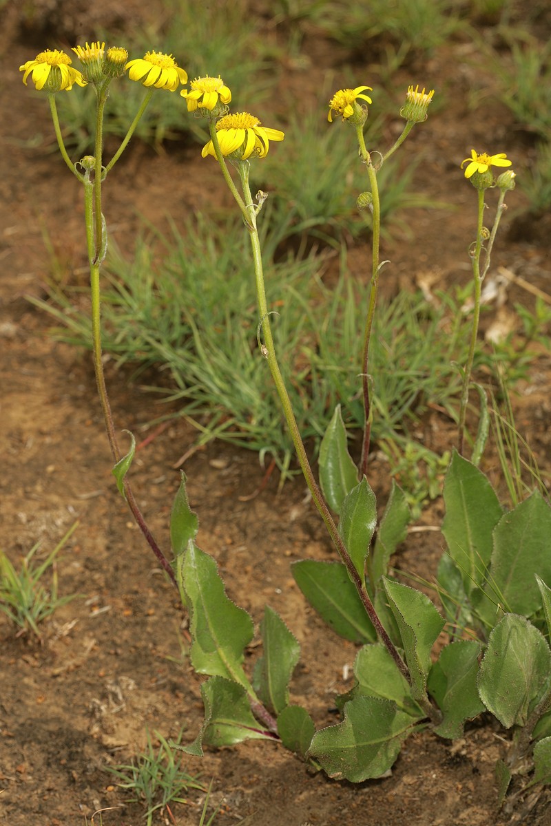 Senecio coronatus