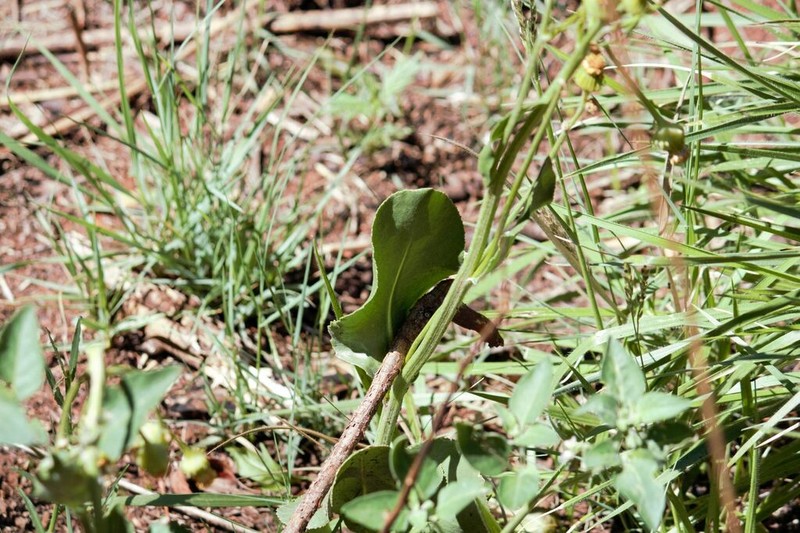 Senecio coronatus photo 3