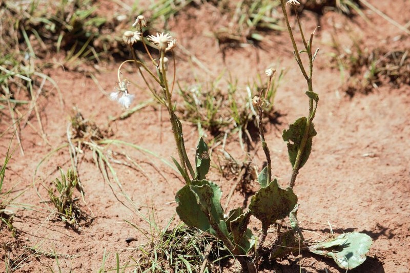 Senecio coronatus photo 4