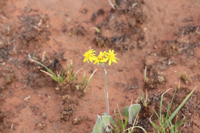 Senecio coronatus photo 6