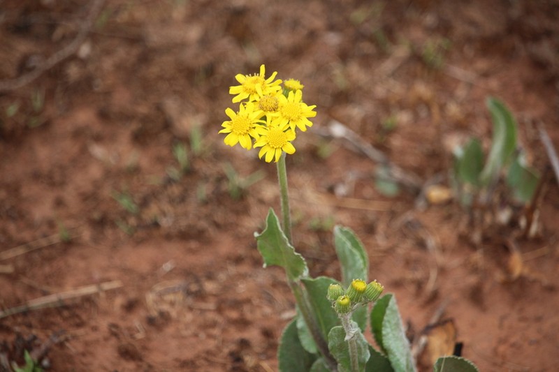 Senecio coronatus photo 7