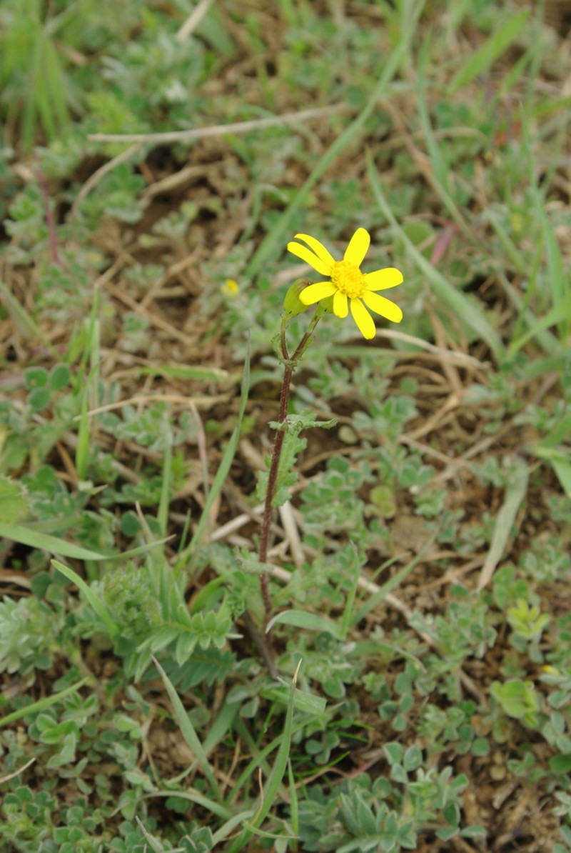Senecio coronopifolius