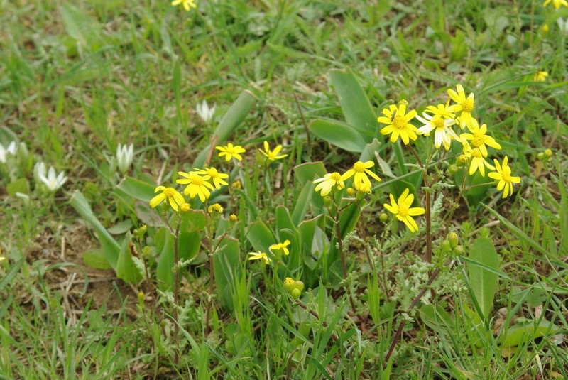 Senecio coronopifolius photo 2