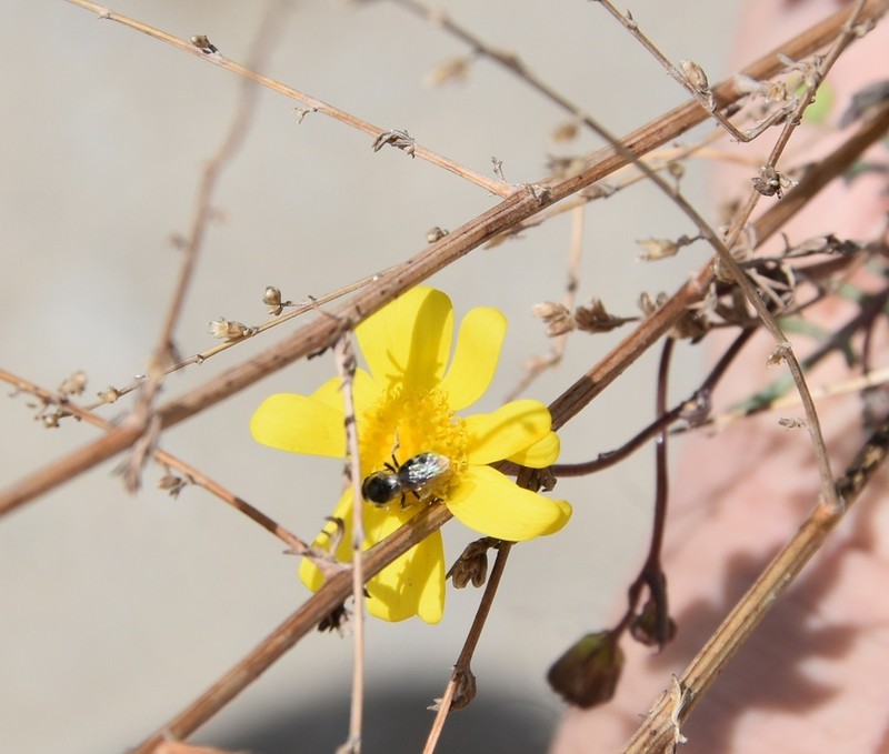 Senecio coronopifolius photo 3
