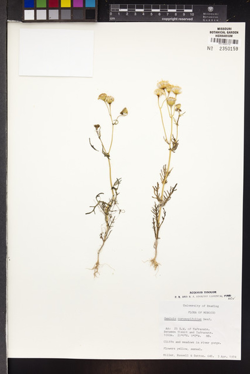 Senecio coronopifolius photo 4