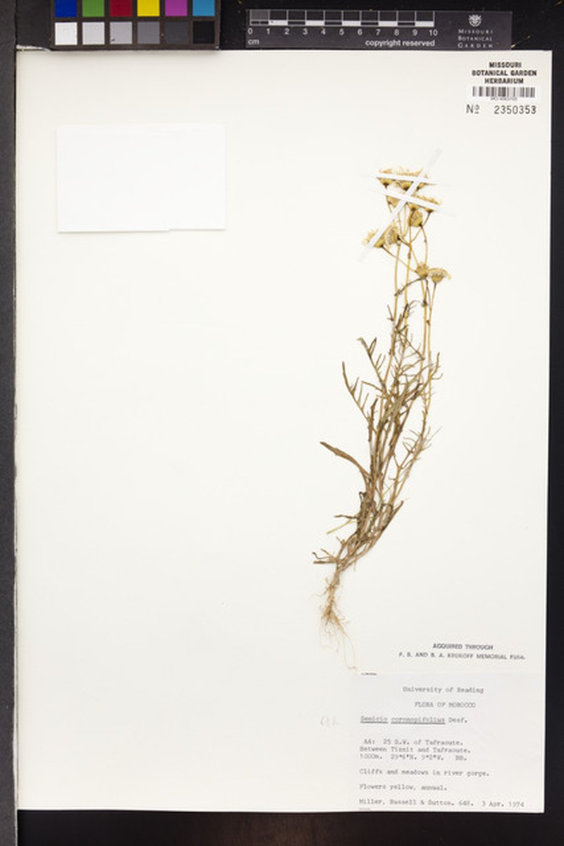 Senecio coronopifolius photo 5