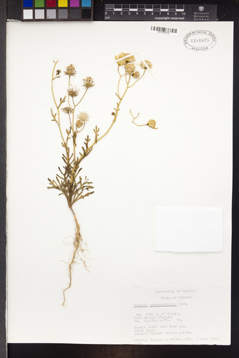 Senecio coronopifolius photo 6