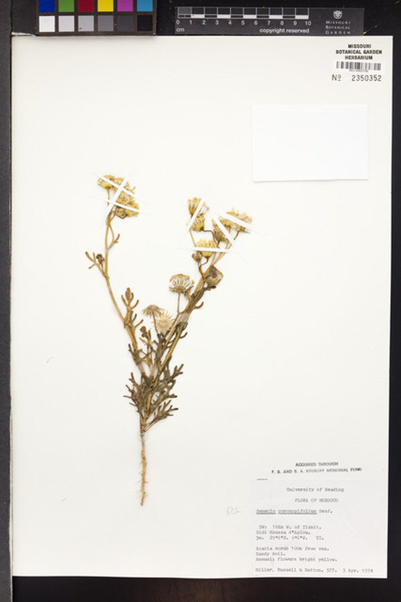 Senecio coronopifolius photo 7