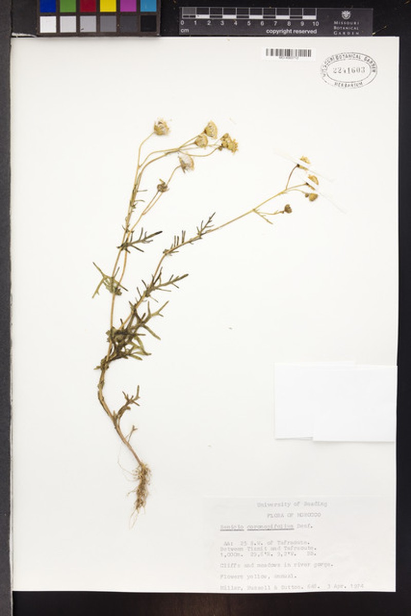Senecio coronopifolius photo 8