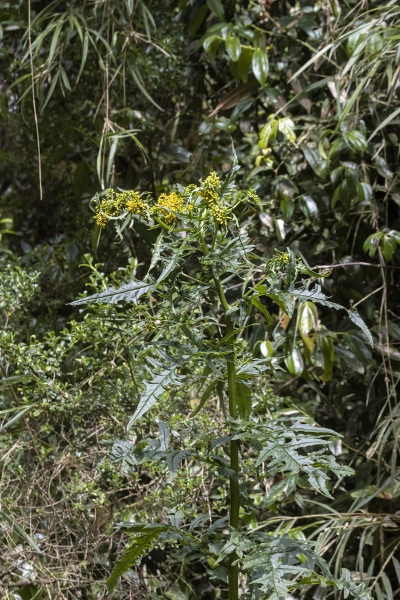 Senecio costaricensis photo 2