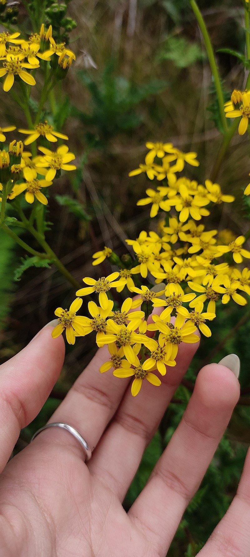 Senecio costaricensis photo 3