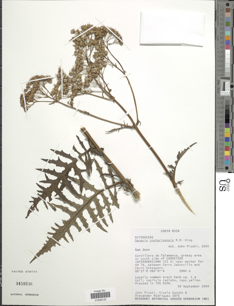 Senecio costaricensis photo 4