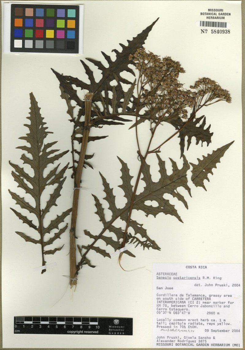Senecio costaricensis photo 5