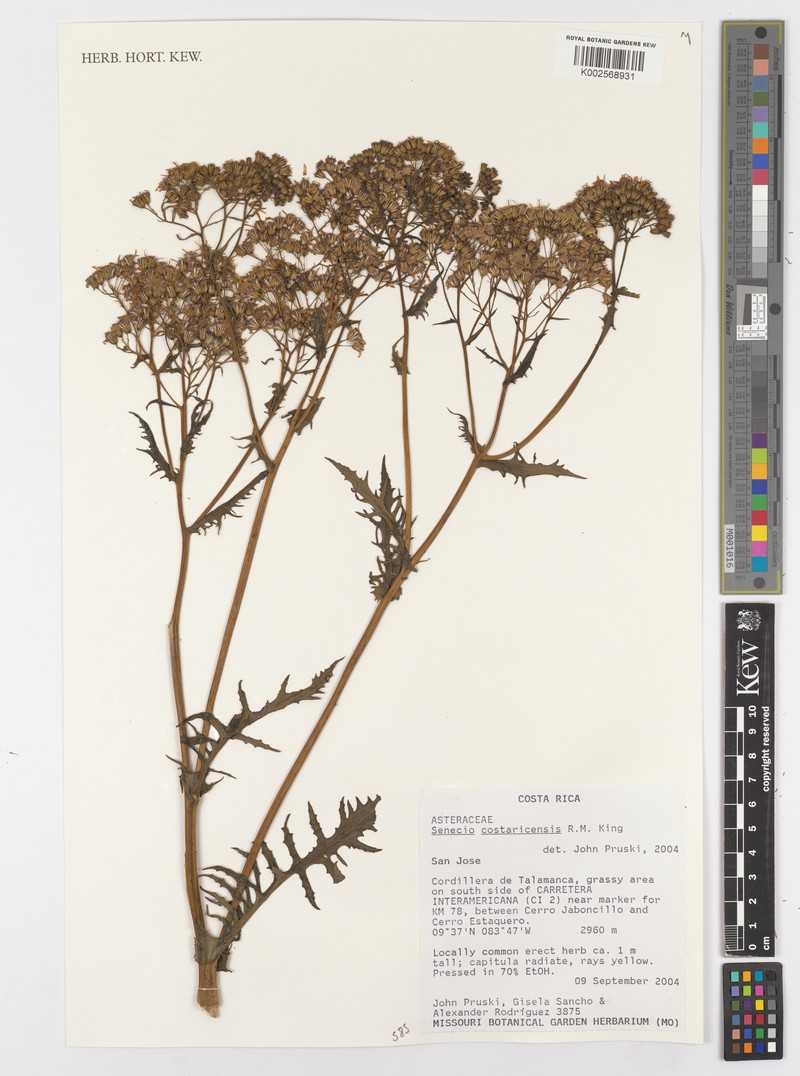 Senecio costaricensis photo 6