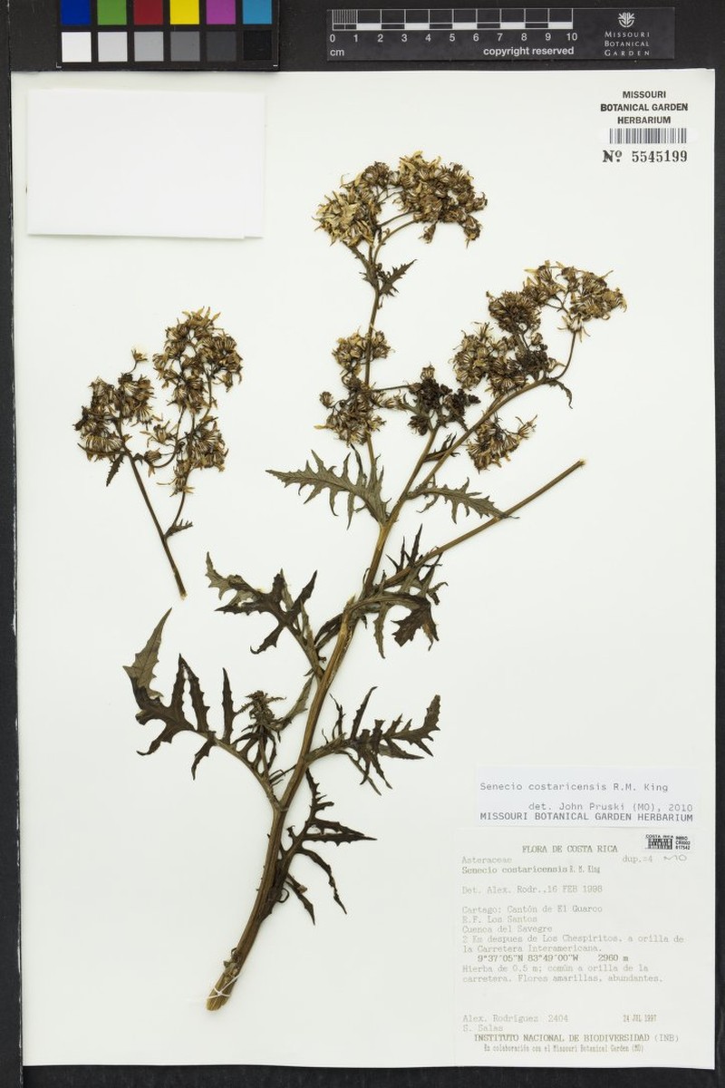 Senecio costaricensis photo 7