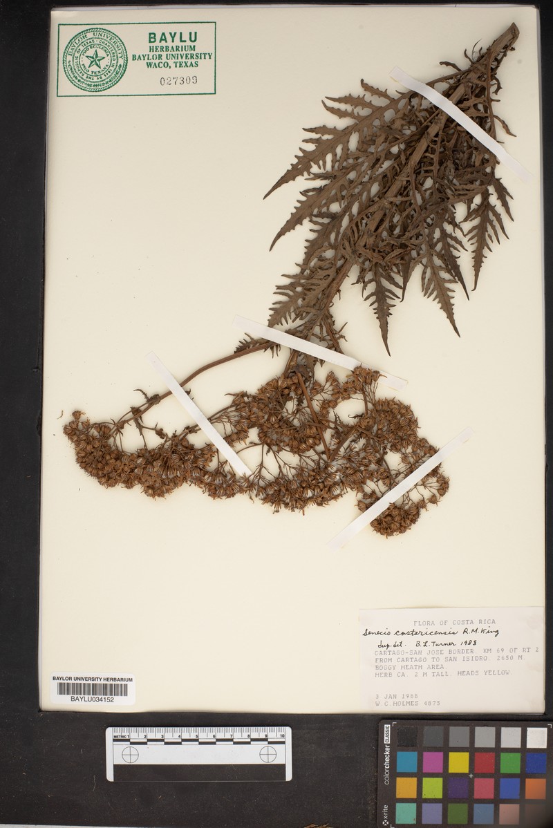 Senecio costaricensis photo 8