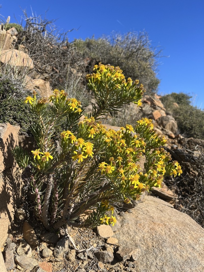 Senecio cotyledonis photo 2