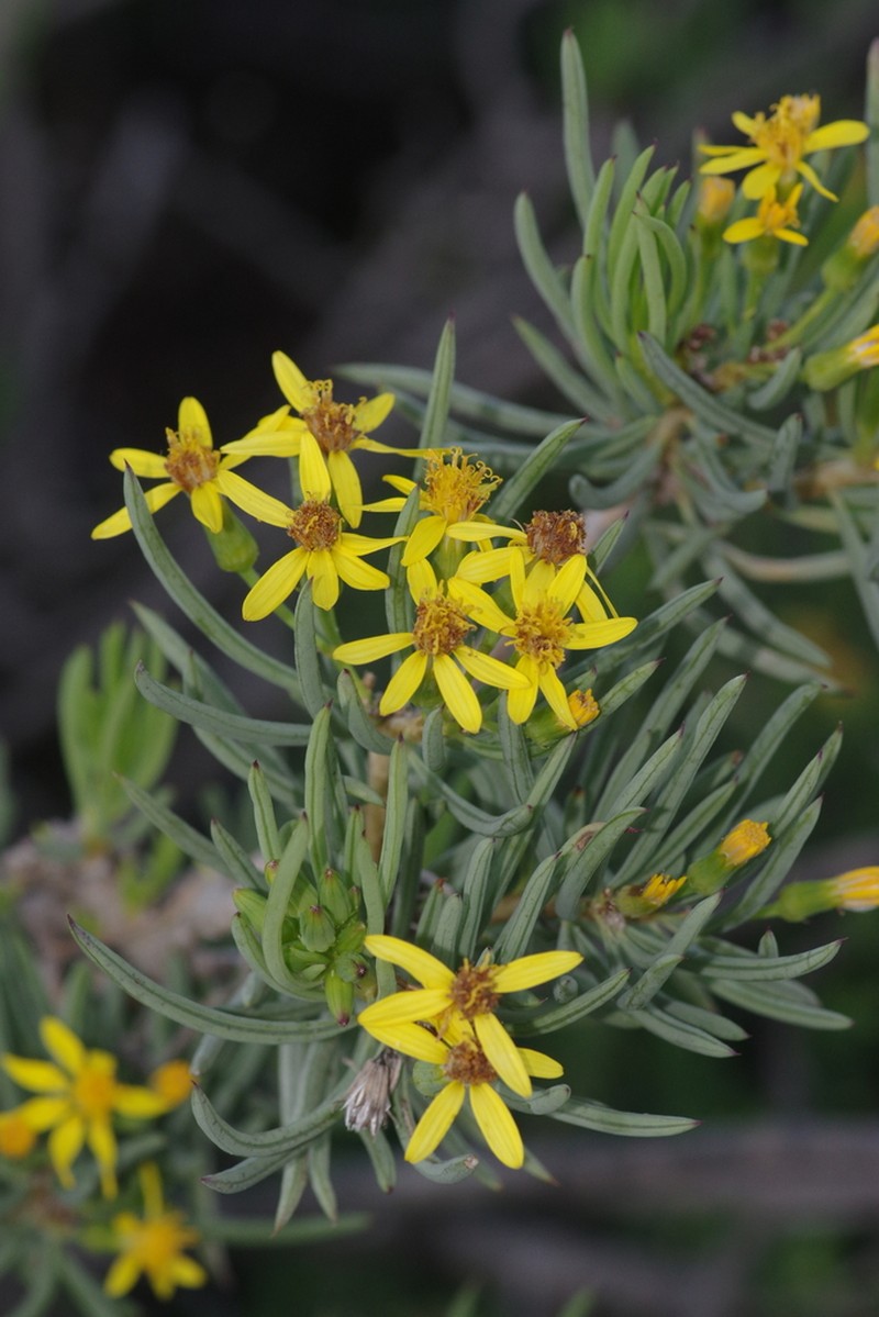 Senecio cotyledonis photo 3