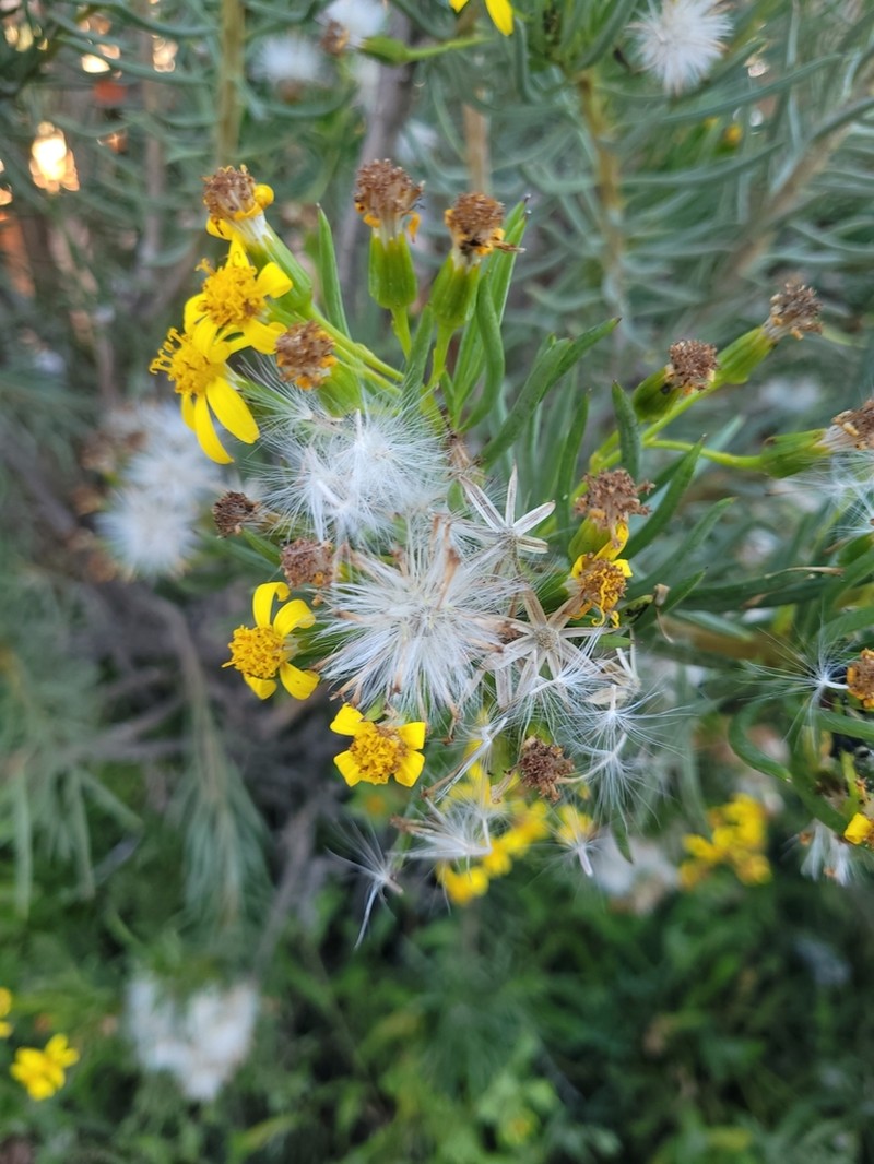 Senecio cotyledonis photo 4