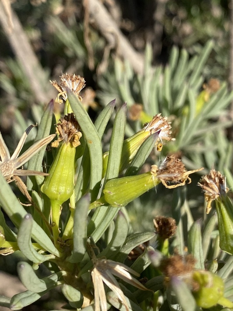 Senecio cotyledonis photo 5