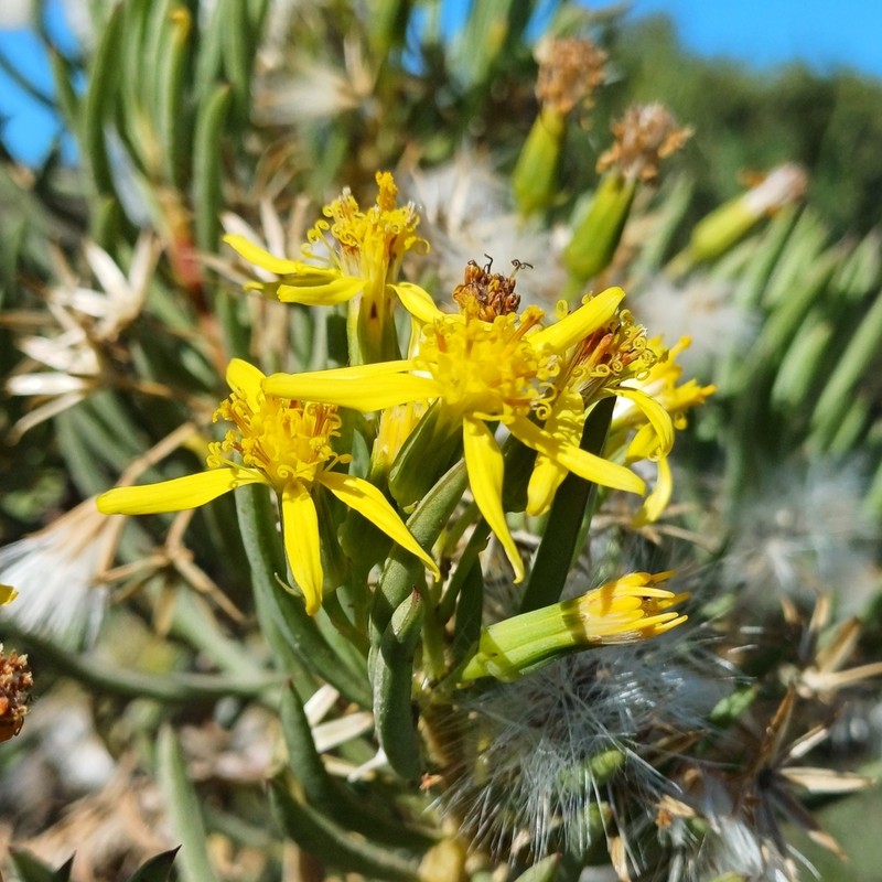 Senecio cotyledonis photo 6