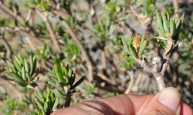 Senecio cotyledonis photo 7