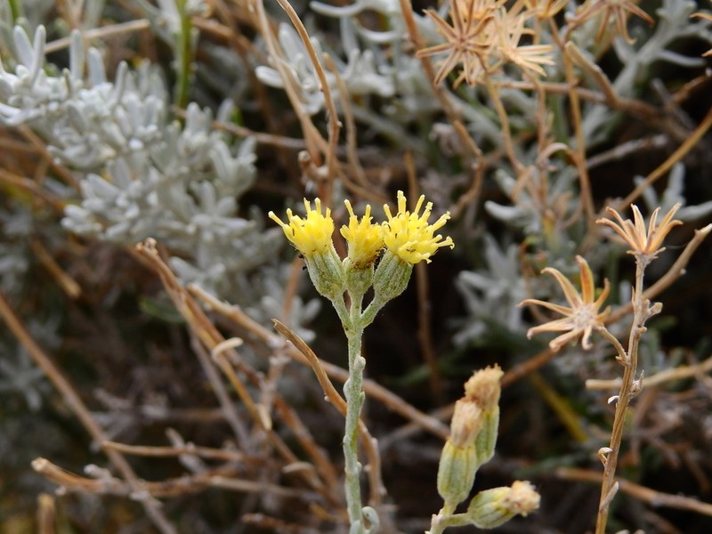 Senecio covasii photo 2