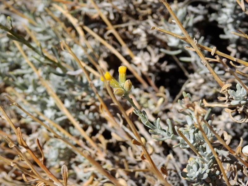 Senecio covasii photo 3