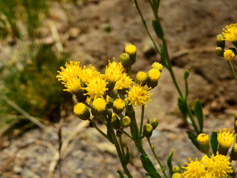 Senecio covasii photo 4