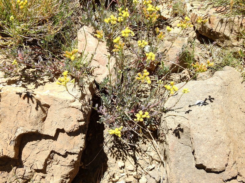 Senecio covasii photo 5