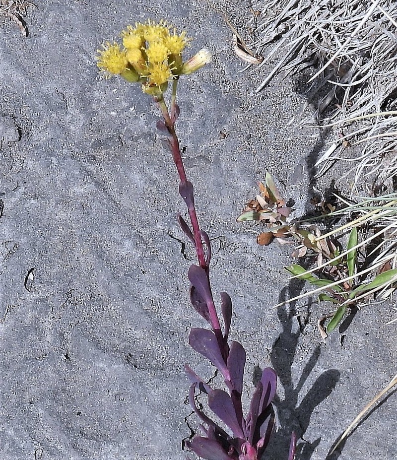 Senecio covasii photo 6