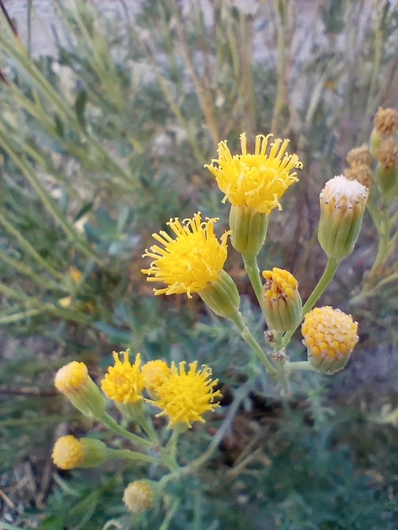 Senecio covasii photo 8