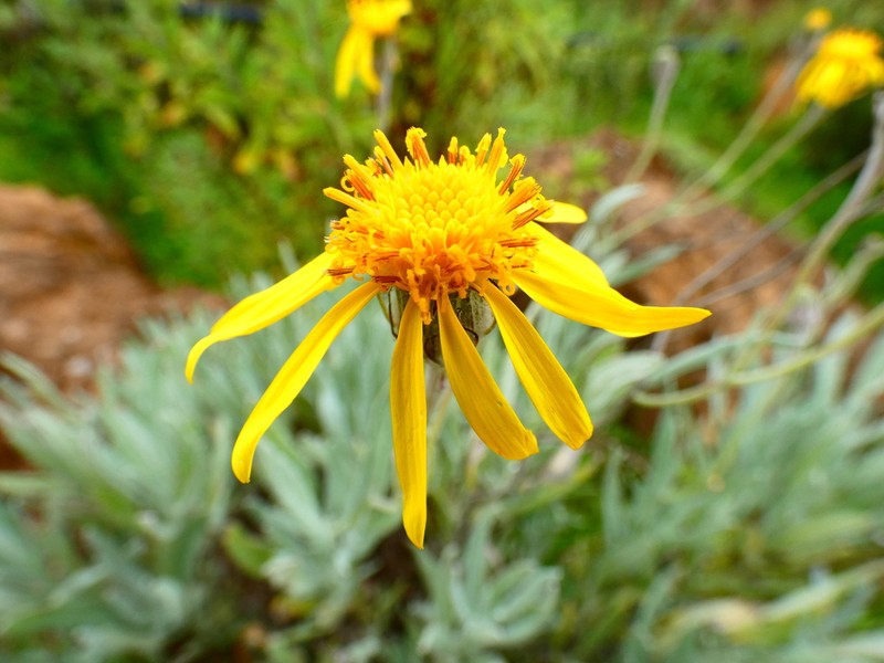 Senecio coymolachensis