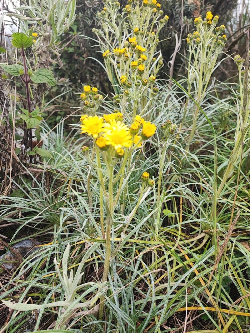 Senecio coymolachensis photo 2