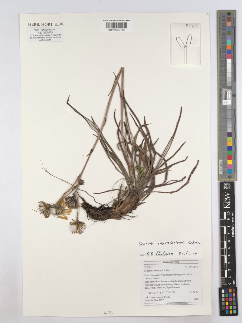 Senecio coymolachensis photo 3