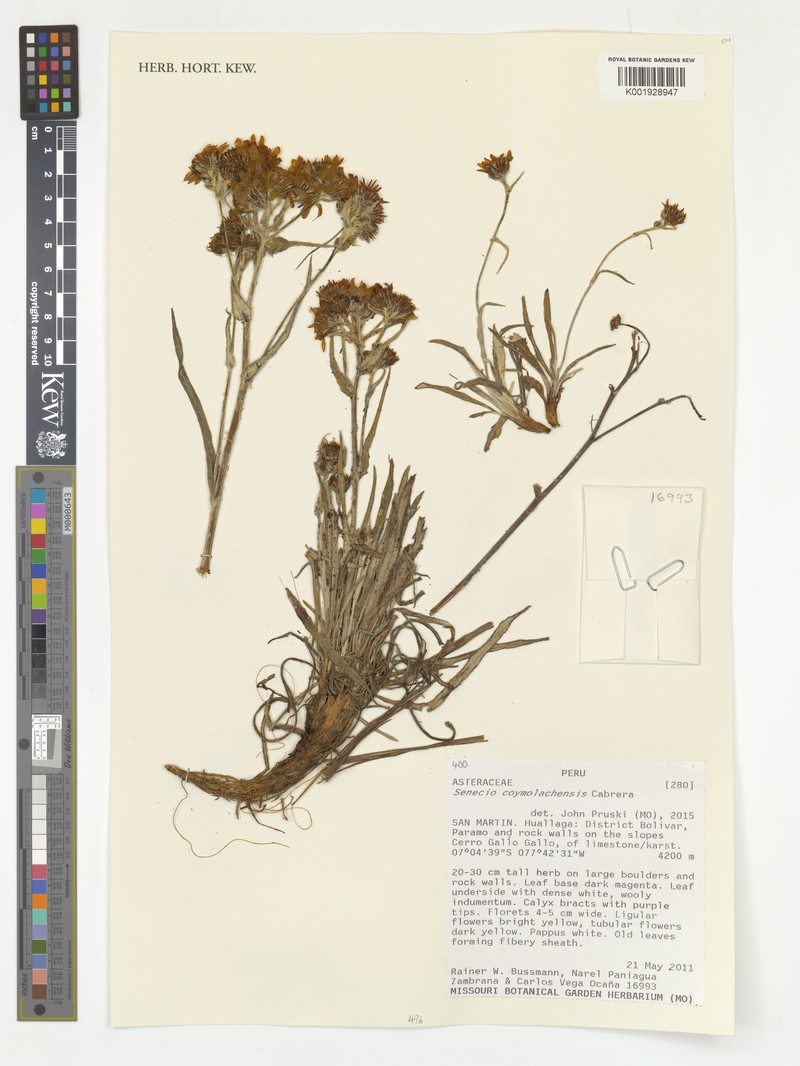 Senecio coymolachensis photo 5