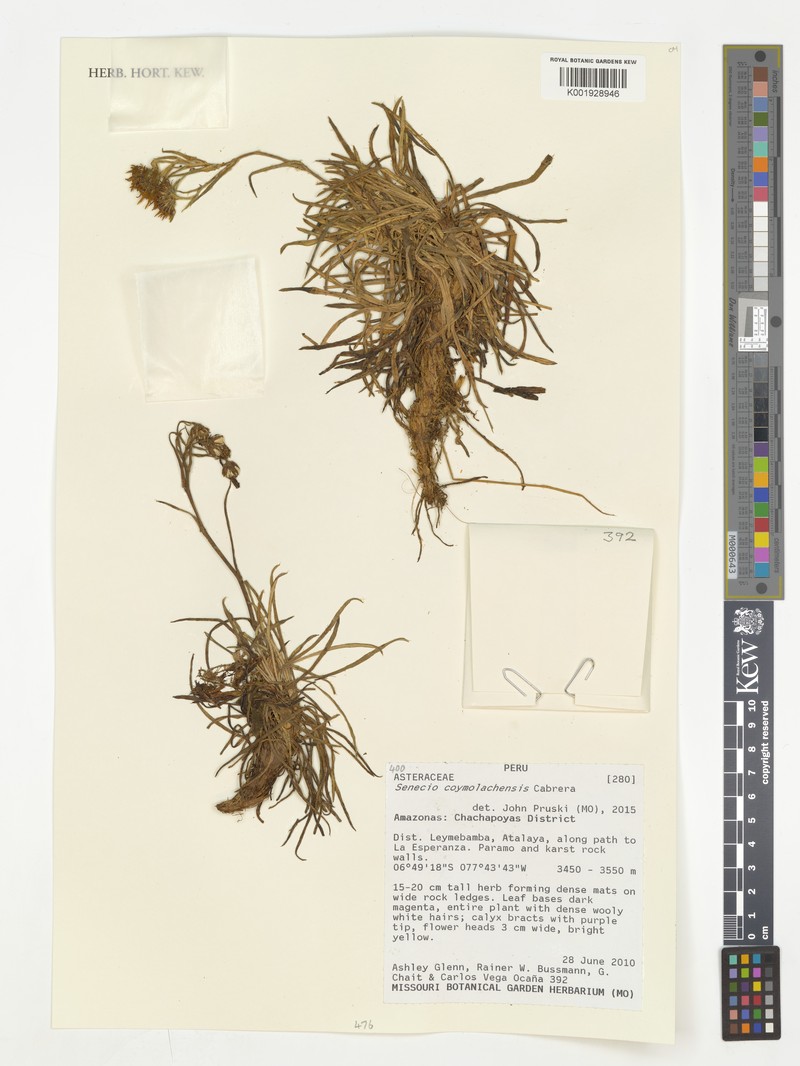 Senecio coymolachensis photo 6