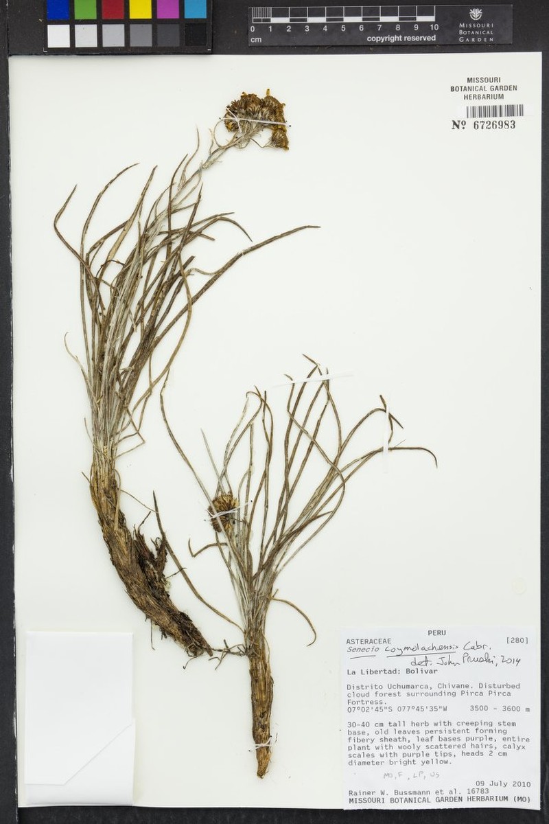 Senecio coymolachensis photo 7