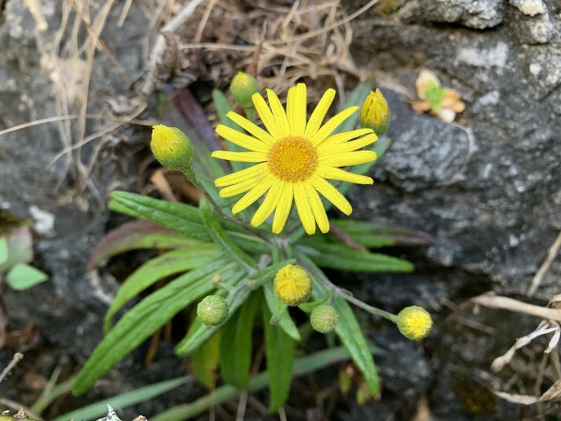 Senecio craibianus