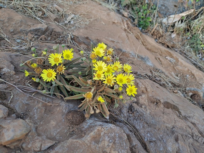 Senecio craibianus photo 2