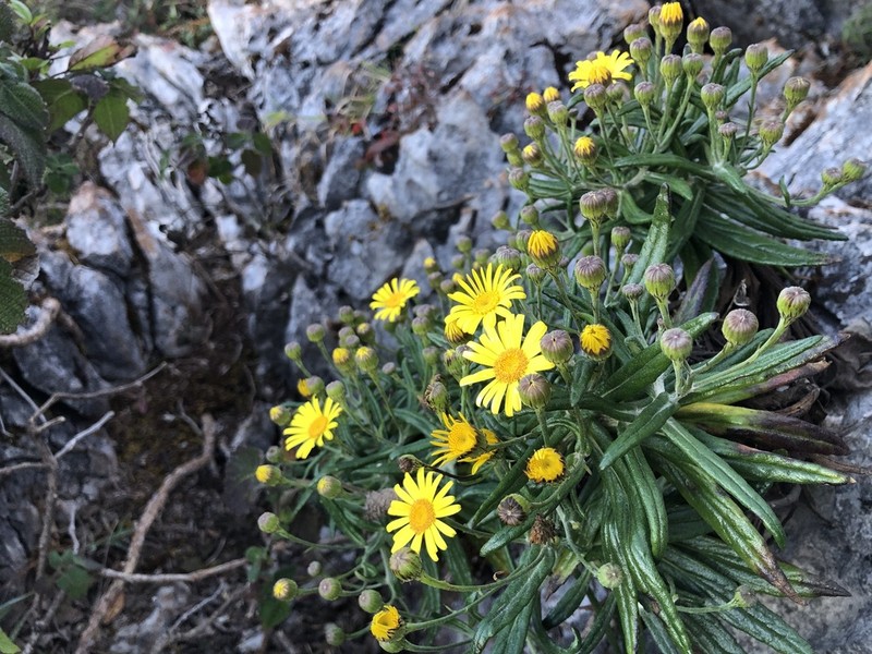 Senecio craibianus photo 3