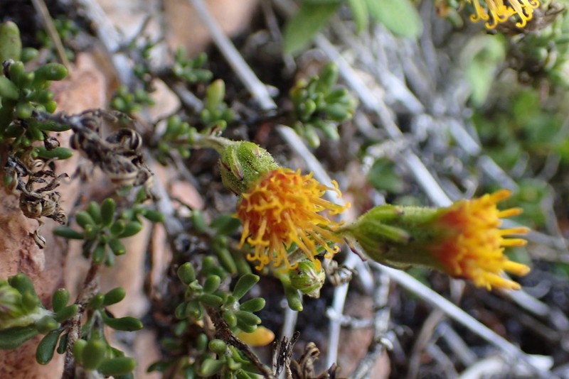 Senecio crassiandinus photo 2