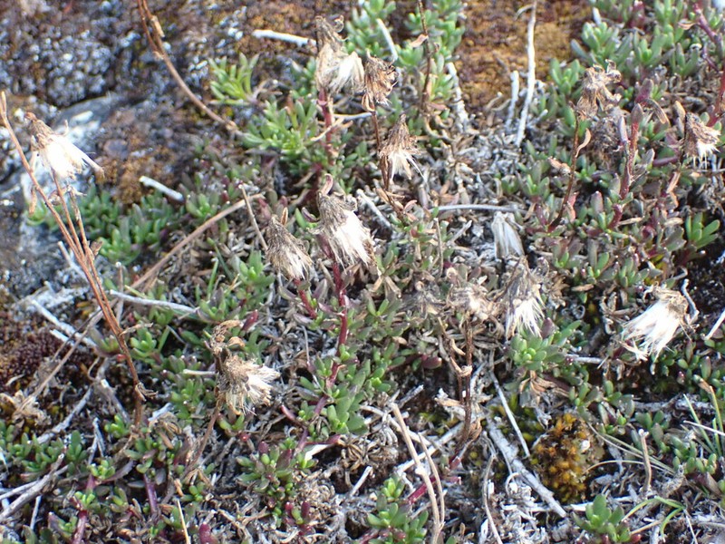 Senecio crassiandinus photo 3